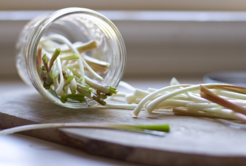 pickled ramps-17