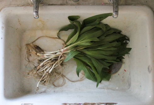 pickled ramps-7